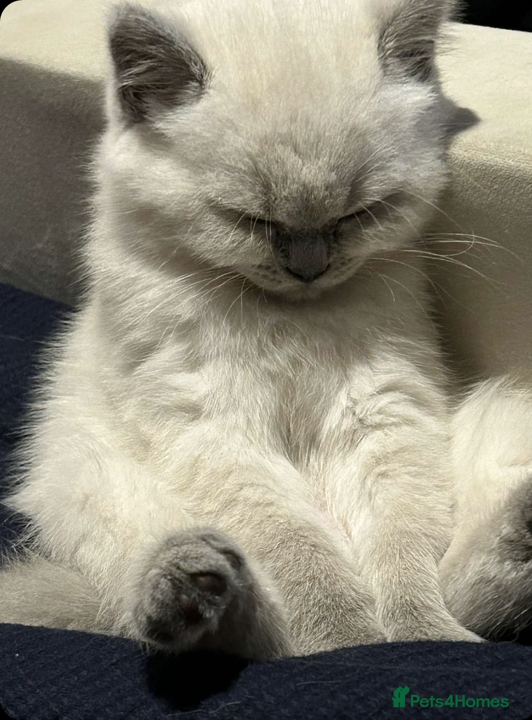 British Shorthair cats for stud: 🐈‍⬛ GIZZY THE STUD 🐈‍⬛ GCCF AND TICA REGISTERED  in Solihull - Advert 17