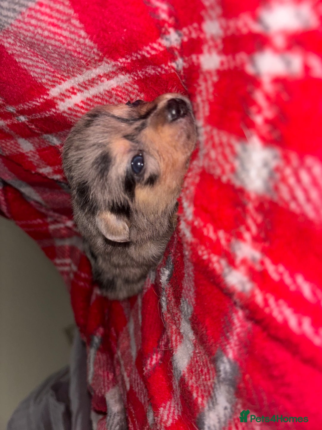 Chihuahua dogs for sale: Merle Chihuahuas 🩵 🩷 3 boys 2 girls available  - Advert 4