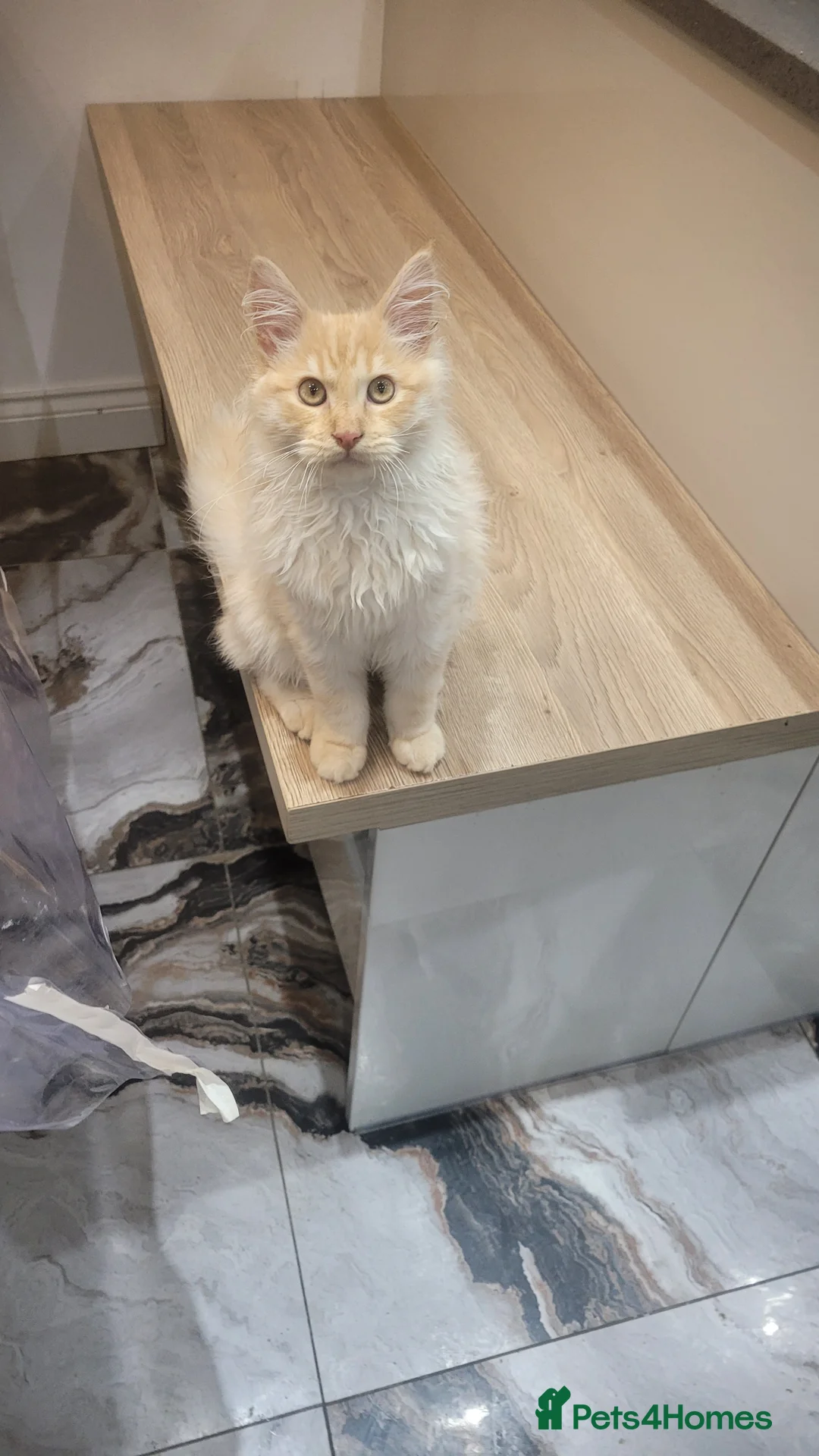 Maine Coon cats for sale: Full breed maine coon in Walsall - Advert 4
