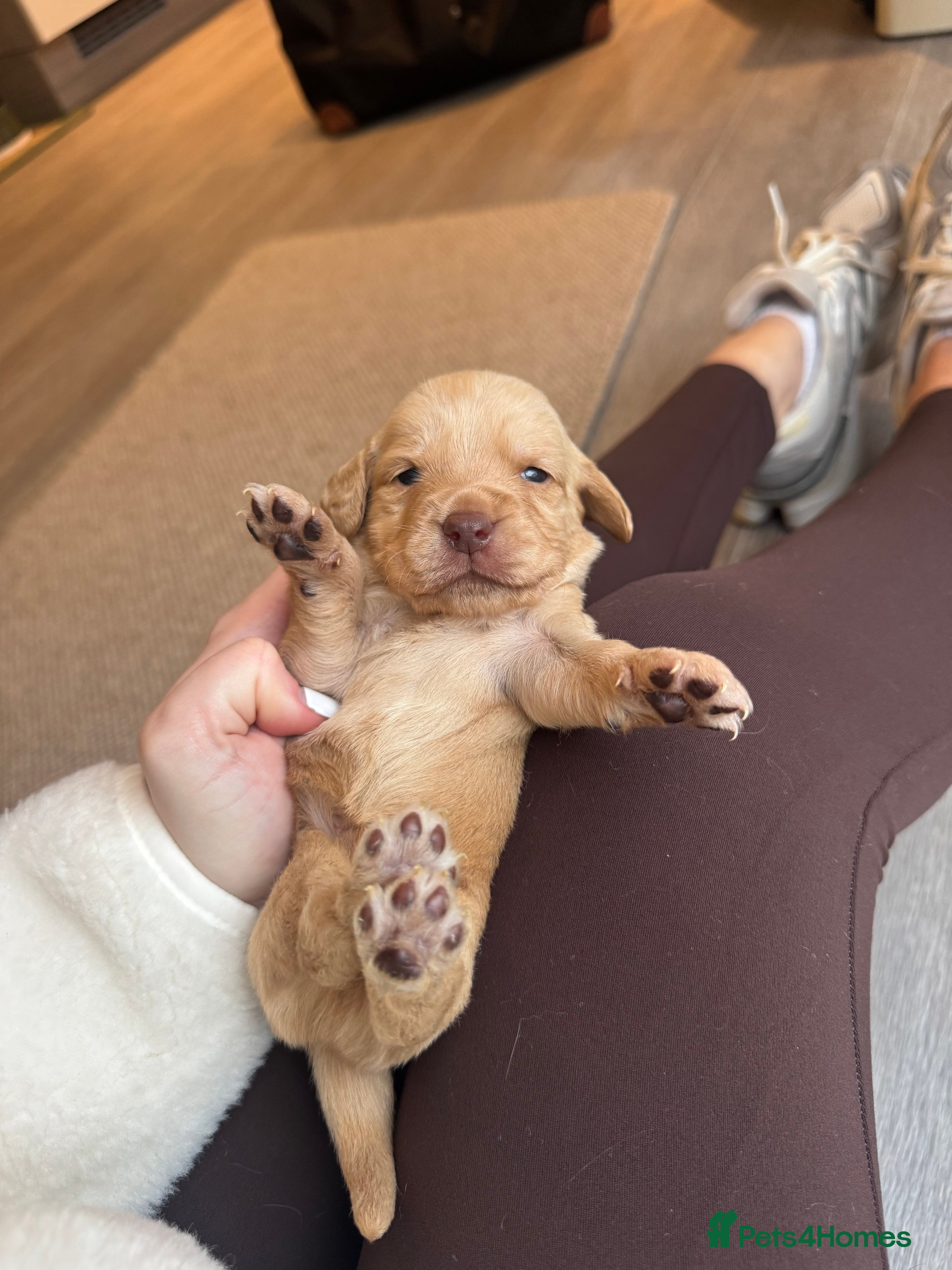 Cockerdor dogs Cockerdor/ Spanador Puppies. KC registered parents - Advert 2