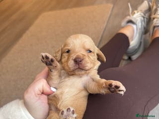 Cockerdor dogs Cockerdor/ Spanador Puppies. KC registered parents - Advert 9