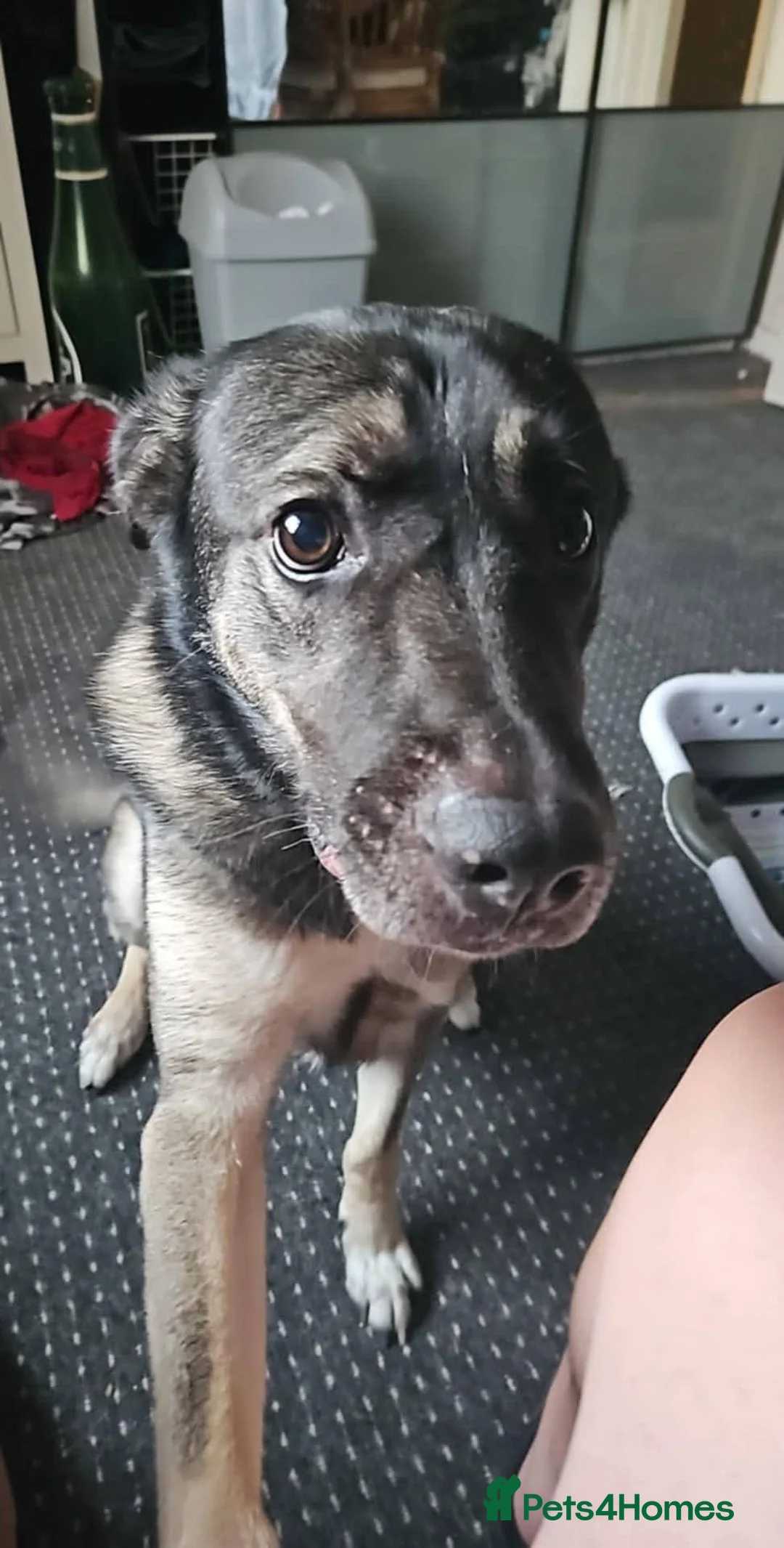 Mixed Breed dogs for adoption: Meet Fagan, currently residing in Durham - Advert 5