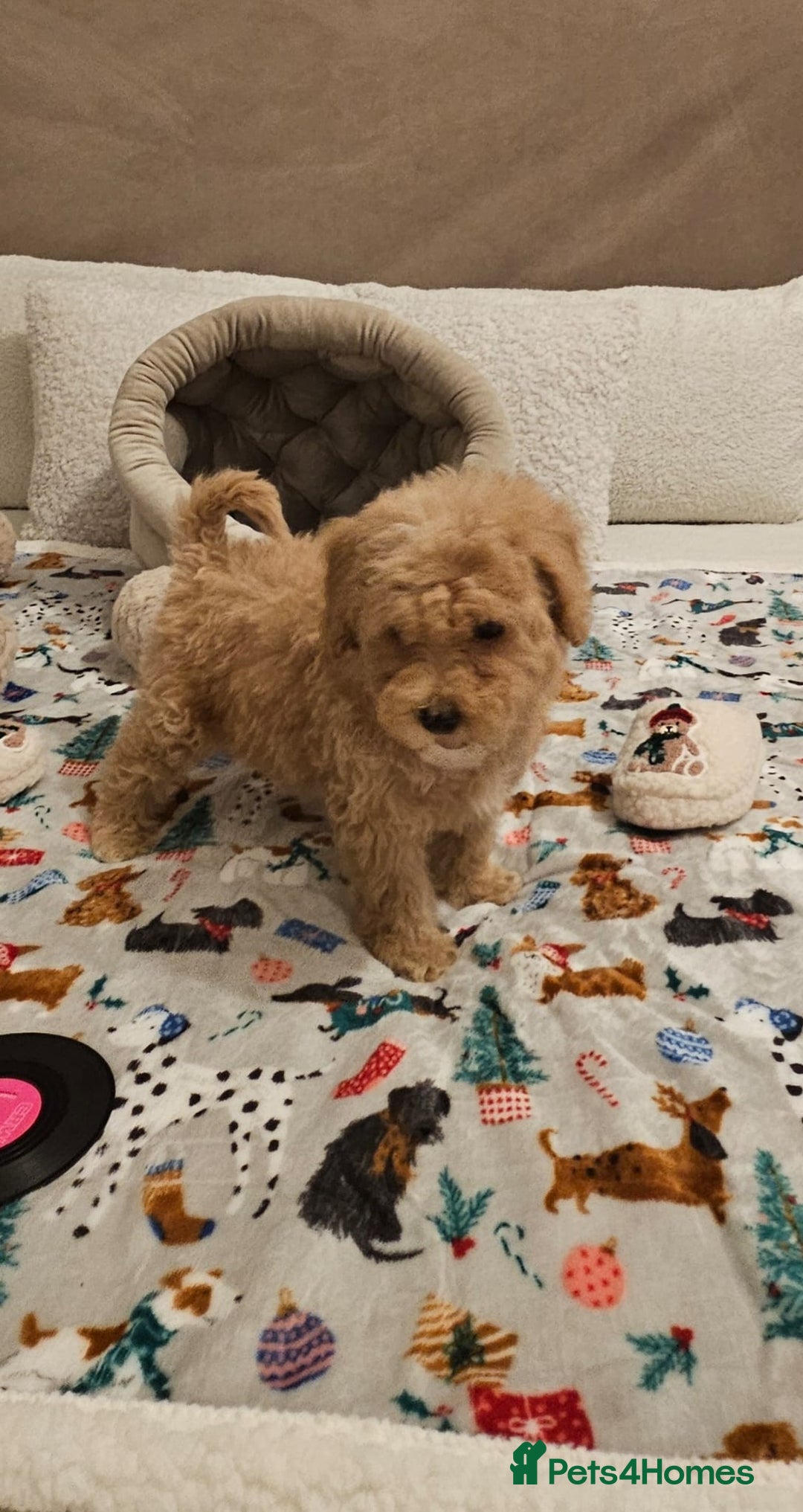 Maltipoo dogs for sale: Amazing apricot color Maltipoo puppies! - Advert 8