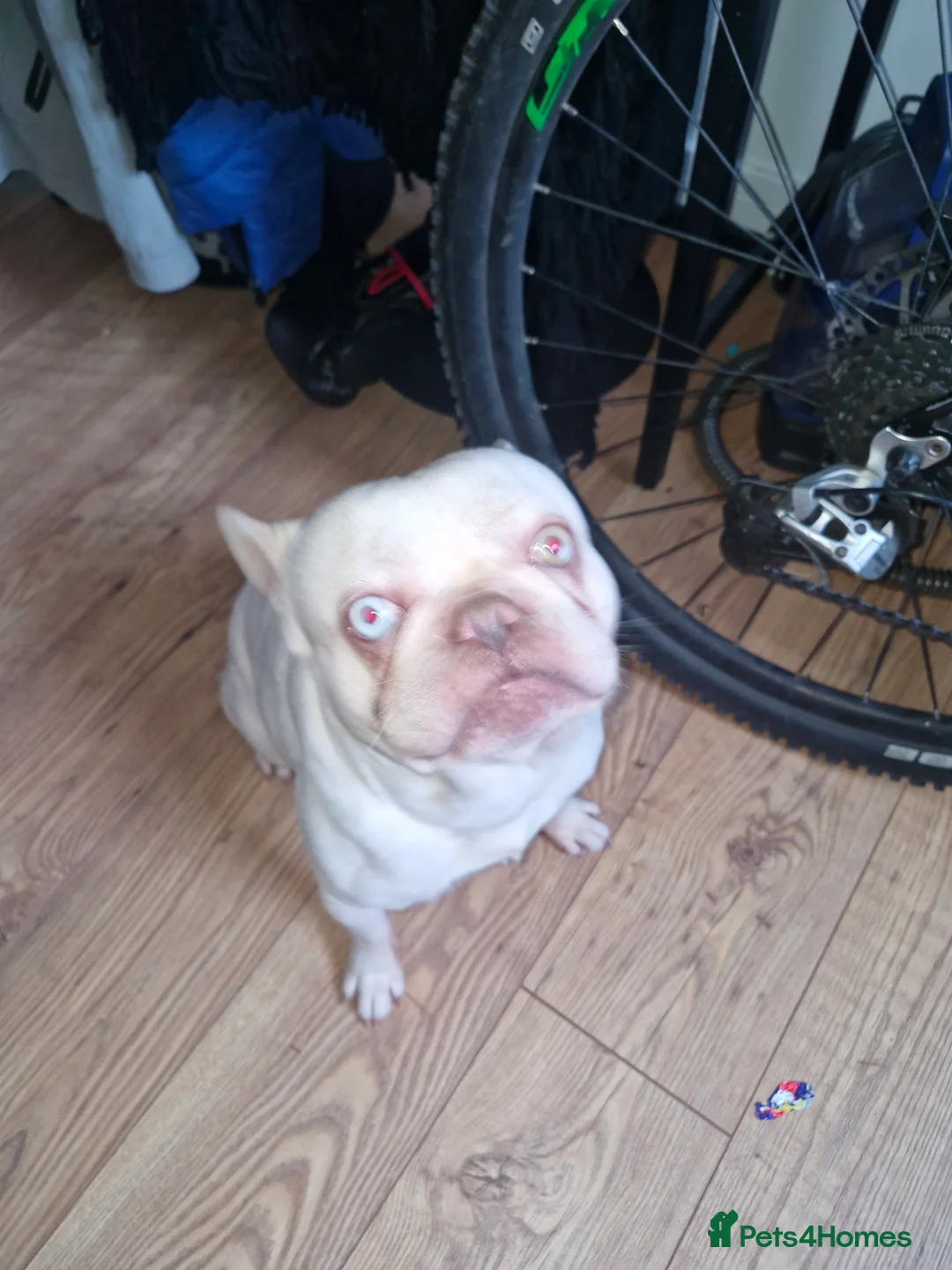 French Bulldog dogs for sale: French bulldog puppies - Advert 2