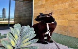 Mixed Breed cats for adoption: VASYA - HANDSOME, AFFECTIONATE NEUTERED 5y old boy - Image 2