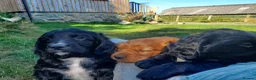 Sprocker dogs for sale: Working spaniel 2 male puppies  in Hexham - Advert 4