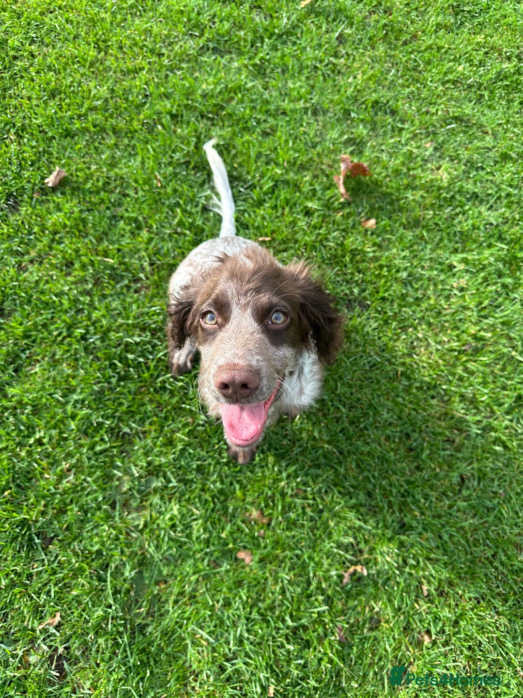 Cocker Spaniel dogs for sale: Sadly having to re-home my 5 month old puppy - Advert 2