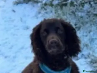 Cocker Spaniel dogs Cocker spaniel - Advert 16