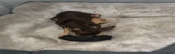 Russian Toy Terrier dogs for sale: Russian toy terrier puppies in Bedford - Advert 3