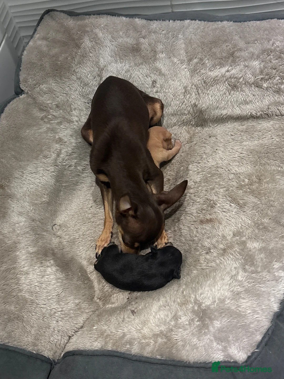Russian Toy Terrier dogs for sale: Russian toy terrier puppies in Bedford - Advert 3