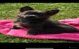 Chihuahua dogs for stud: KC Registered Blue Double KB in Chorley - Image 15