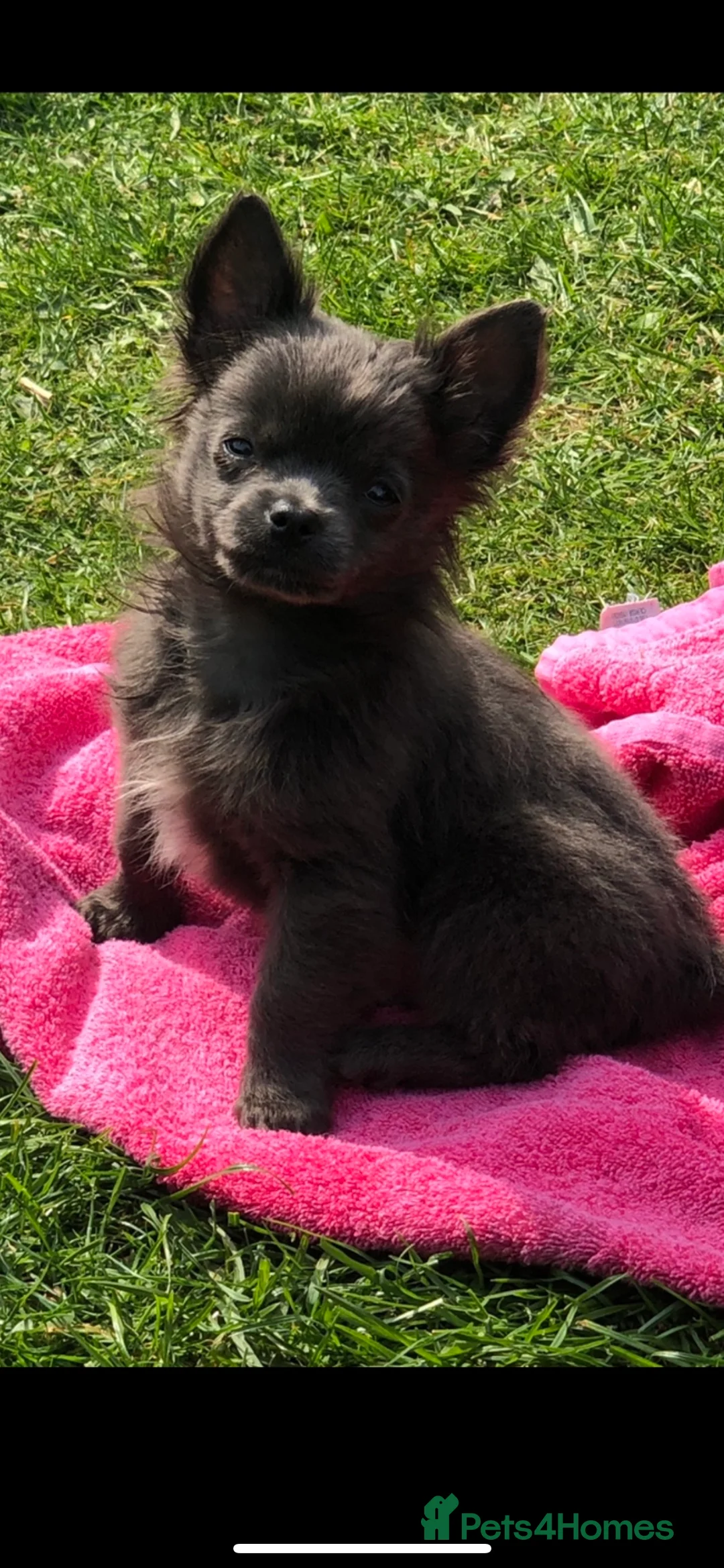 Chihuahua dogs for stud: KC Registered Blue Double KB in Chorley - Advert 15