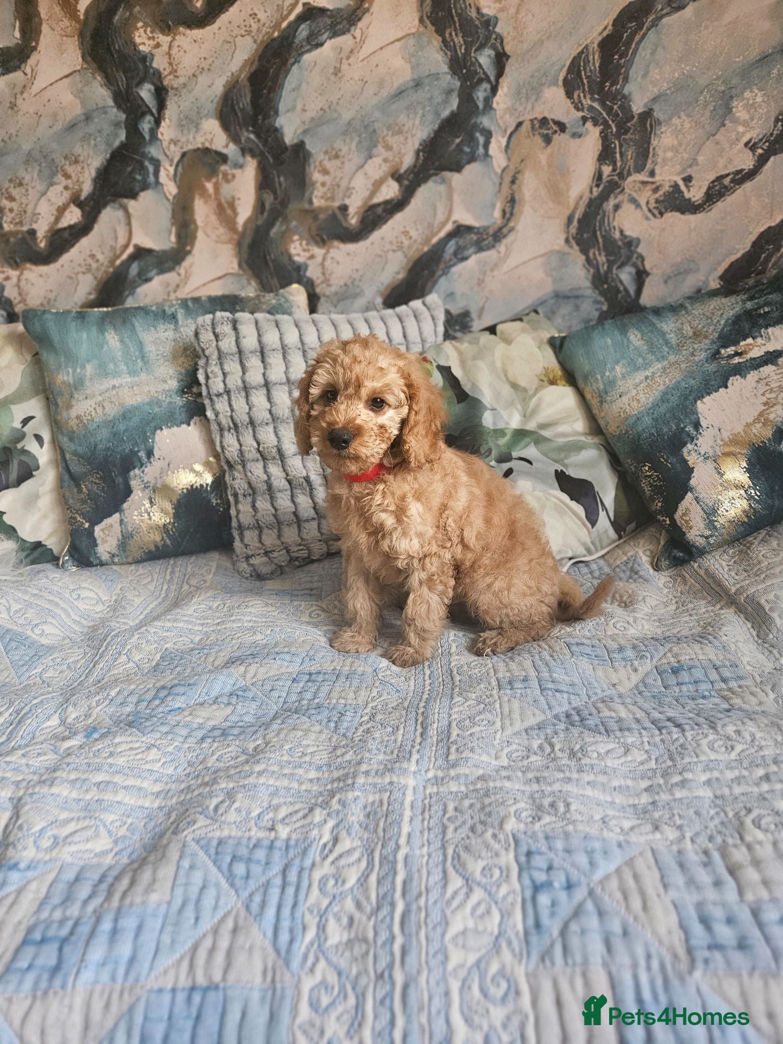 Cockapoo dogs Cockapoo  - Advert 15