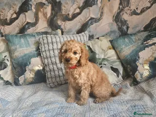 Cockapoo dogs Cockapoo - Advert 15