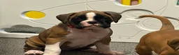 Boxer dogs for sale: Beautiful Boxer Puppies - Advert 24