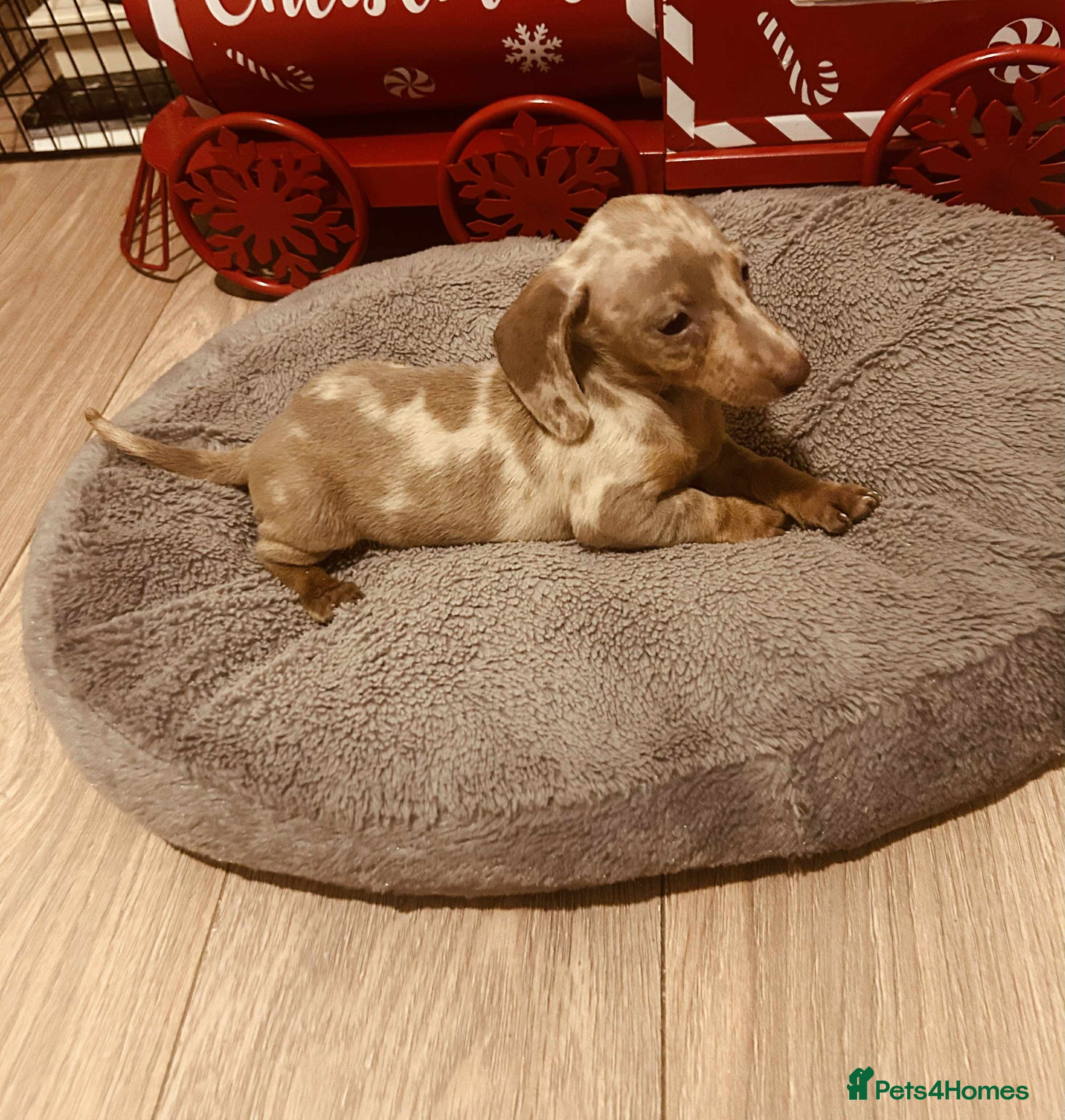 Miniature Dachshund dogs Miniature dachshund  - Advert 15