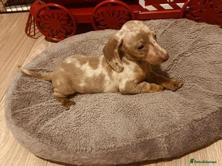 Miniature Dachshund dogs Miniature dachshund - Advert 7