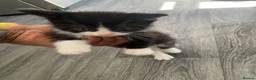 Mixed Breed cats for sale: Kittens  - Advert 5