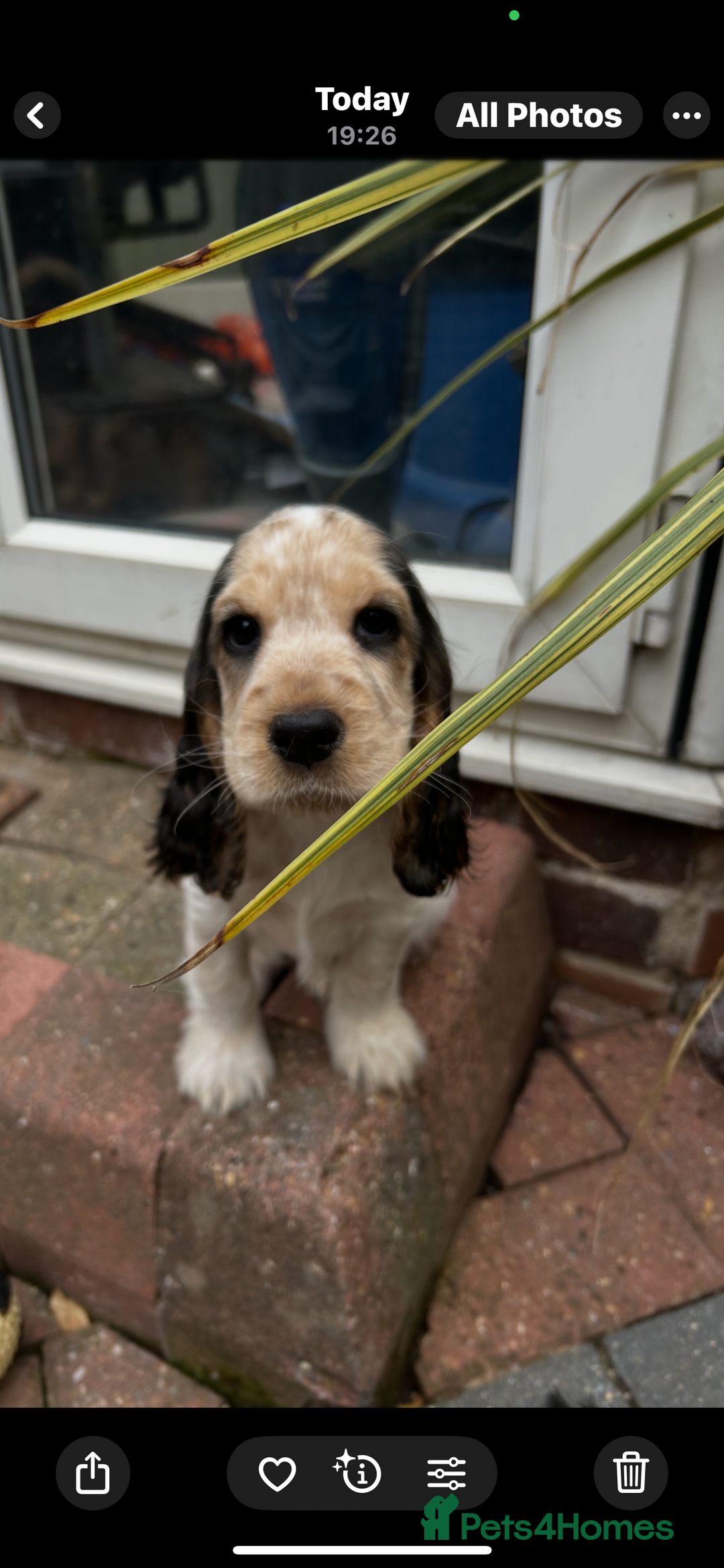 Cocker Spaniel dogs for sale: Sable cockerspaniel puppies - Image 23