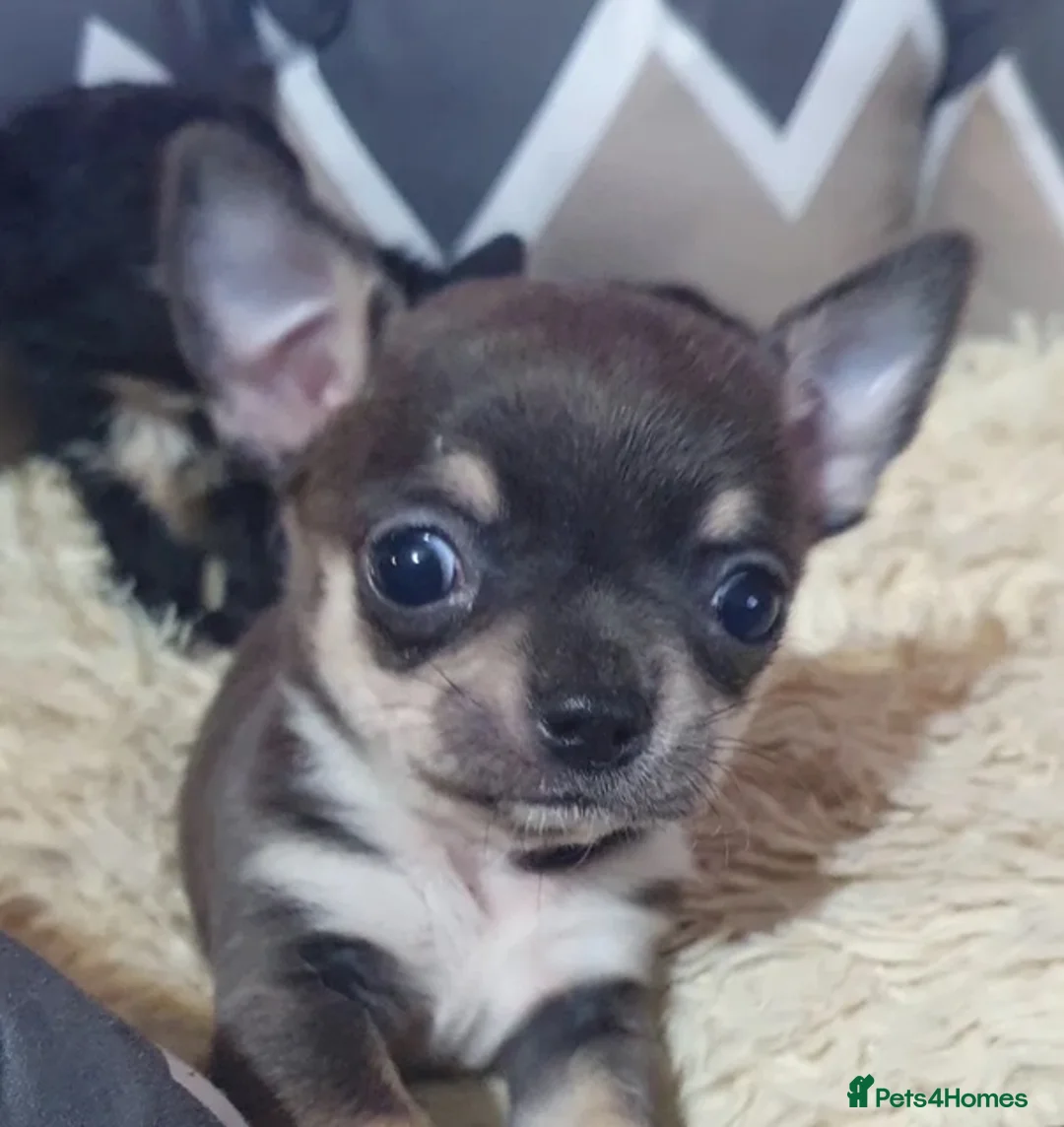 Chihuahua dogs for sale: Long haired Blue Chihuahua puppies  - Advert 5