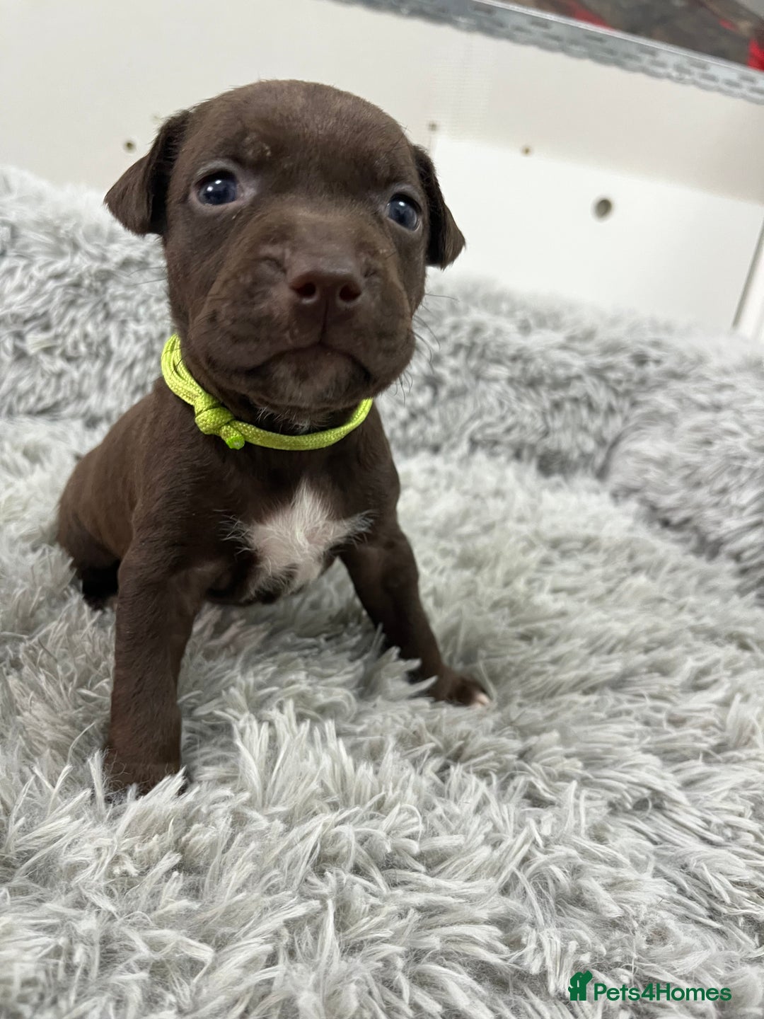 American Bull Staffy dogs for sale: Staffy Bull Puppies - Advert 22