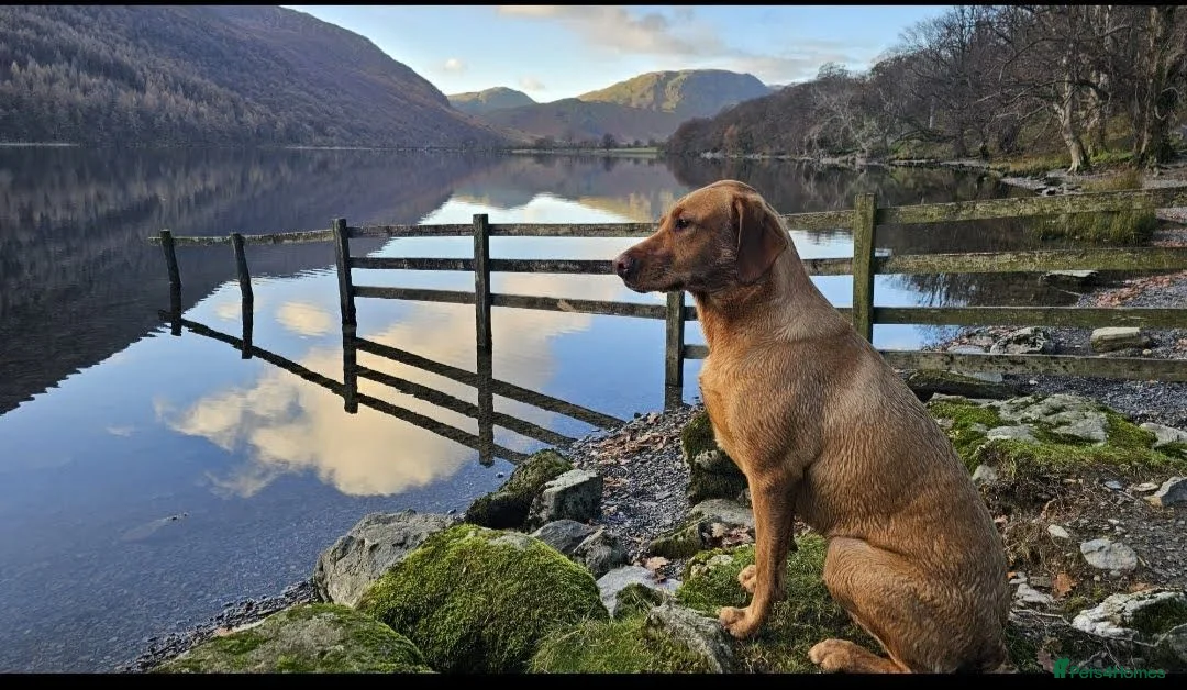Labrador Retriever dogs for sale: FOX RED LABRADOR PUPPIES READY NOW in Wirral - Advert 1