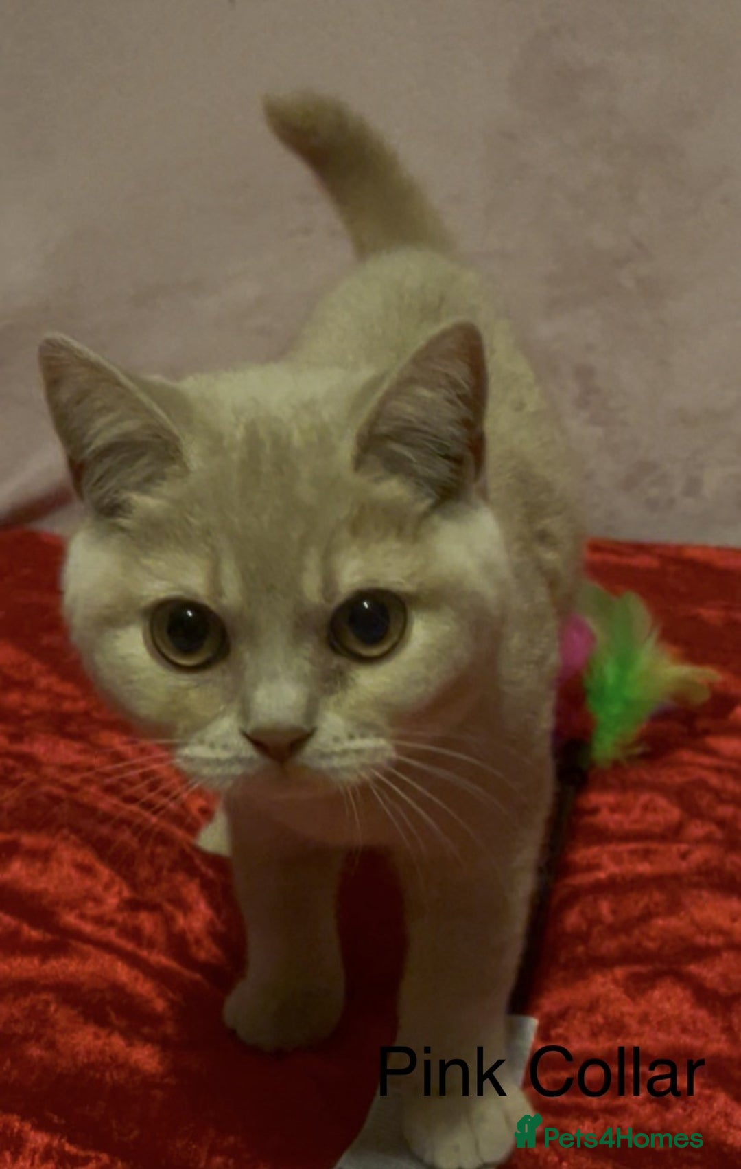 British Shorthair cats for sale: Gorgeous, Playful, Friendly Cream BSH Girl Kittens - Advert 4