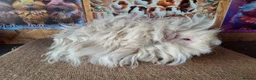 Guinea Pig rodents for sale: Male Guinea pigs purebred Lunkarya/Lunkarya cross - Advert 5