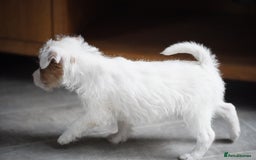 Parson Russell dogs for sale: KC health tested parson Russell terriers  - Image 8