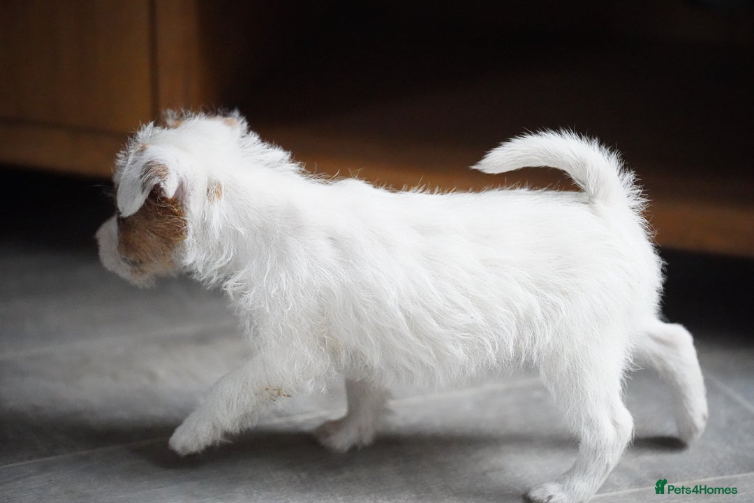 Parson Russell dogs for sale: KC health tested parson Russell terriers  - Image 8