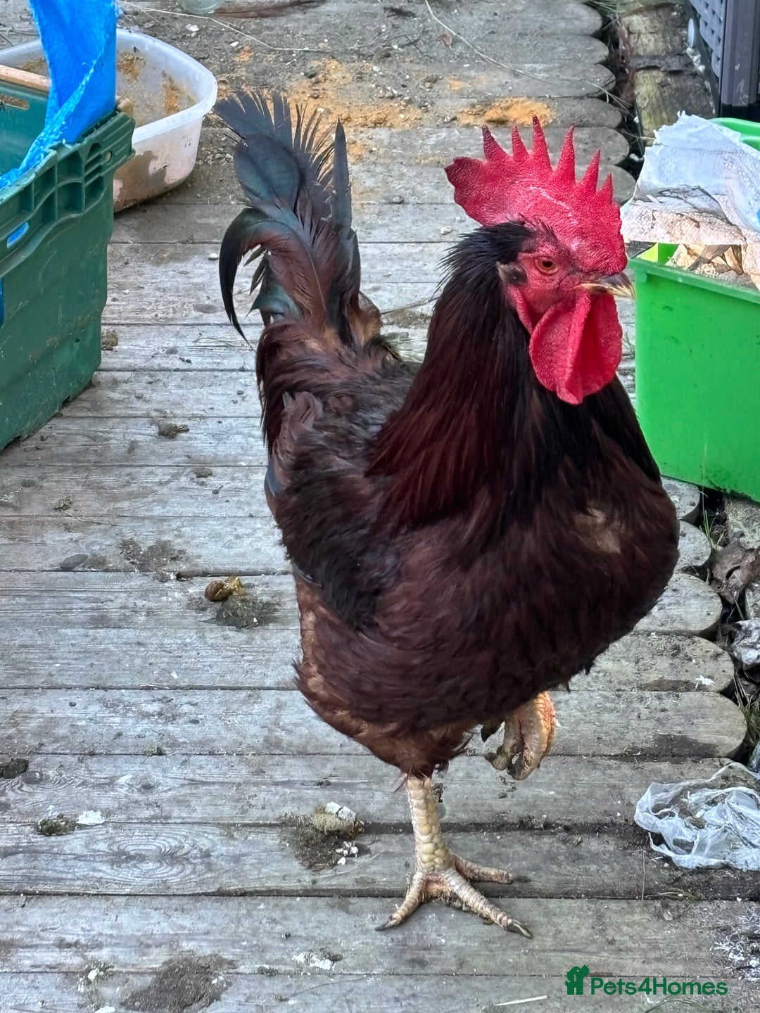 Chickens poultry for sale: Large cockerel / rooster -black copper maran - Image 2