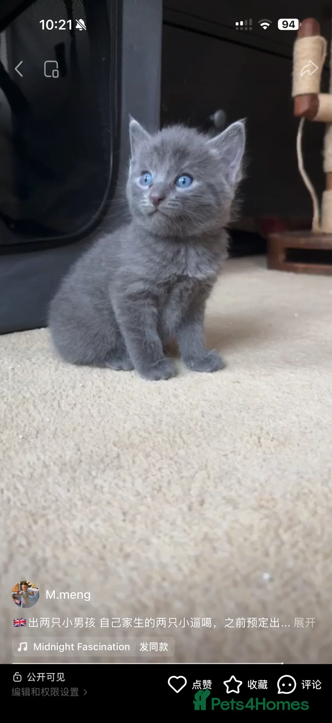 British Shorthair cats for sale: British Short hair - Advert 1
