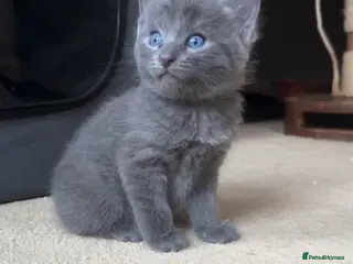 British Shorthair cats British Short hair - Advert 10