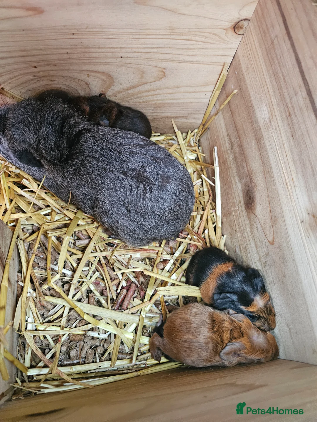 Guinea Pig rodents for sale: Guinea pigs need  good homes  - Advert 9