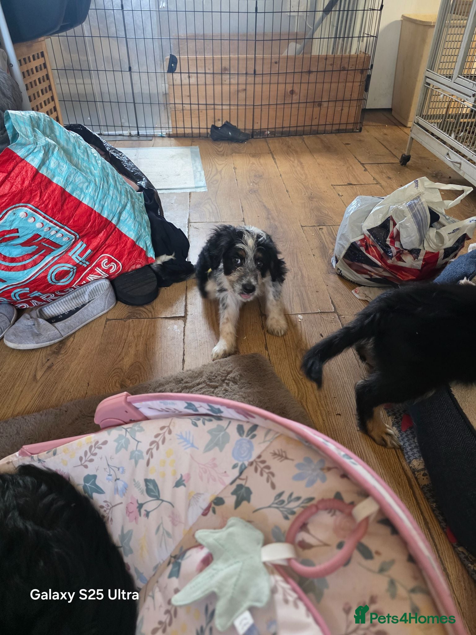 Mixed Breed dogs Borderpoo puppies - Advert 2