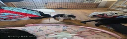 Mixed Breed dogs for sale: Borderpoo puppies - Advert 9