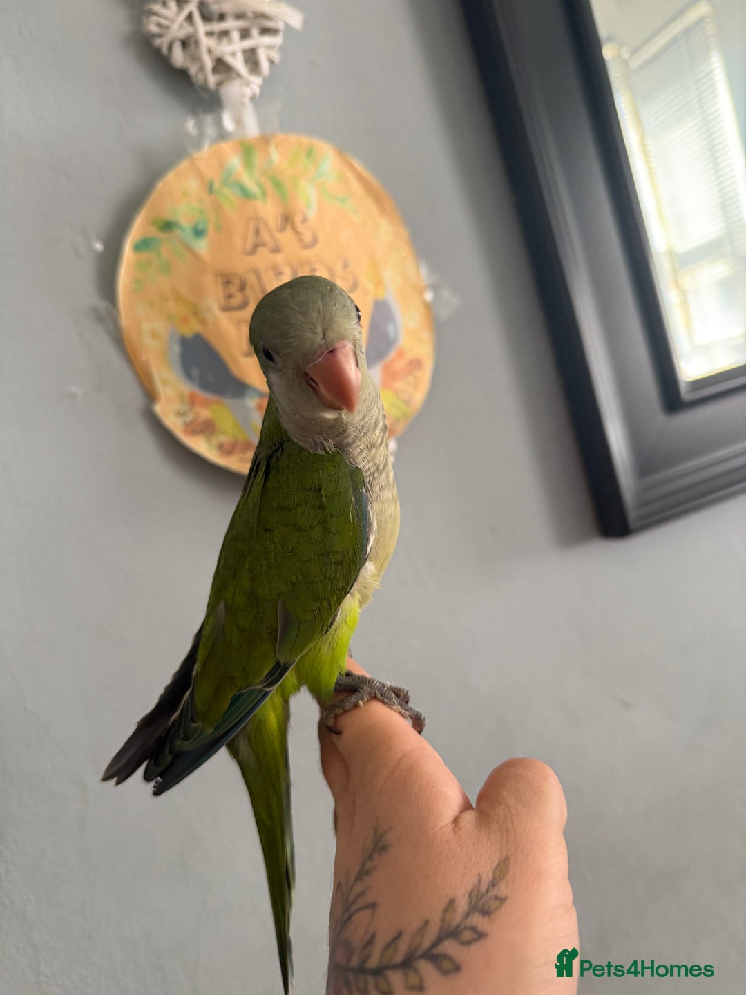 Parrots birds for sale: Hand reared baby Quaker parrots 3left ‼️ - Image 4