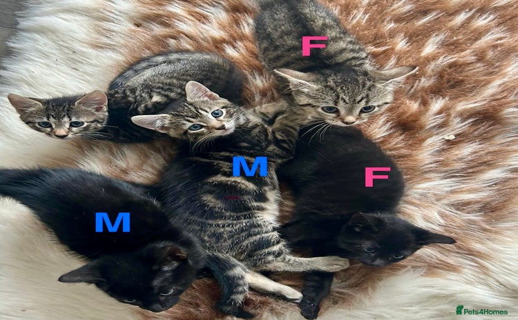 Mixed Breed cats - Advert 1