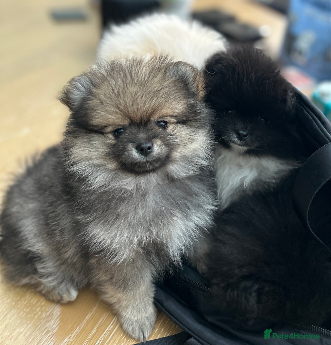 Pomeranian dogs for sale: Pomeranian Pups - Ready for new homes 💕 - Advert 7