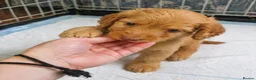 Cockapoo dogs for sale: Beautiful Cockapoo Pups Looking for Loving Homes in Guildford - Advert 6