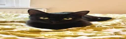 Domestic Shorthair cats for adoption: Great things come in small packages. - Advert 3
