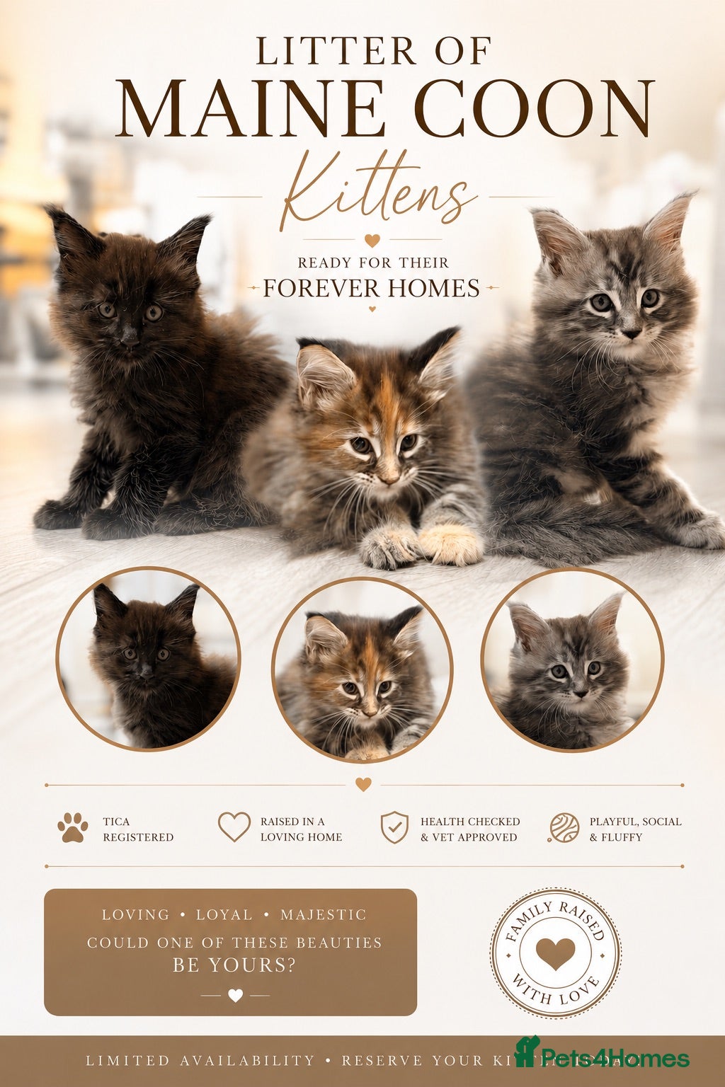 Maine Coon cats ❤️ Maine Coon kittens TICA registered ❤️ - Advert 9