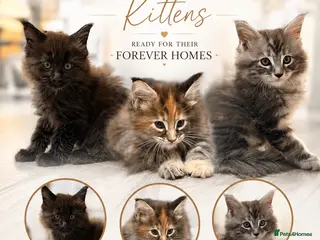Maine Coon cats ❤️ Maine Coon kittens TICA registered ❤️ - Advert 9