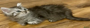 Persian 2