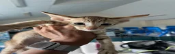 Oriental cats for sale: GCCF Oriental Kittens  - Advert 21