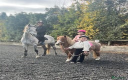 Welsh Section A horses for sale: Toni The Pony 10.3hh Mare 🦄 - Image 33