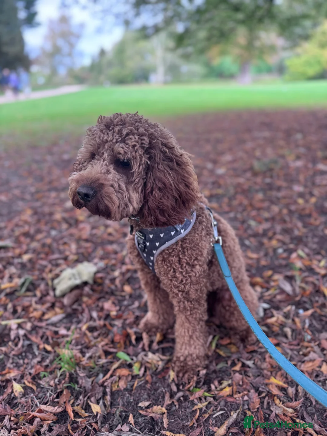 Cockapoo dogs for sale: Loving 14 m/o Cockapoo Seeking the Right Home - Advert 3