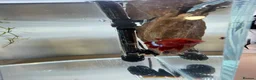 Bettas fish for sale: Betta sale!!  - Advert 11