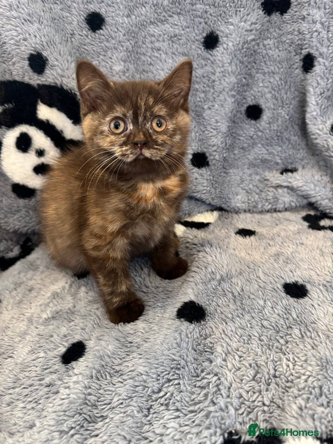 British Shorthair cats for sale: Gccf British Shorthair Kitten last girl available - Advert 4