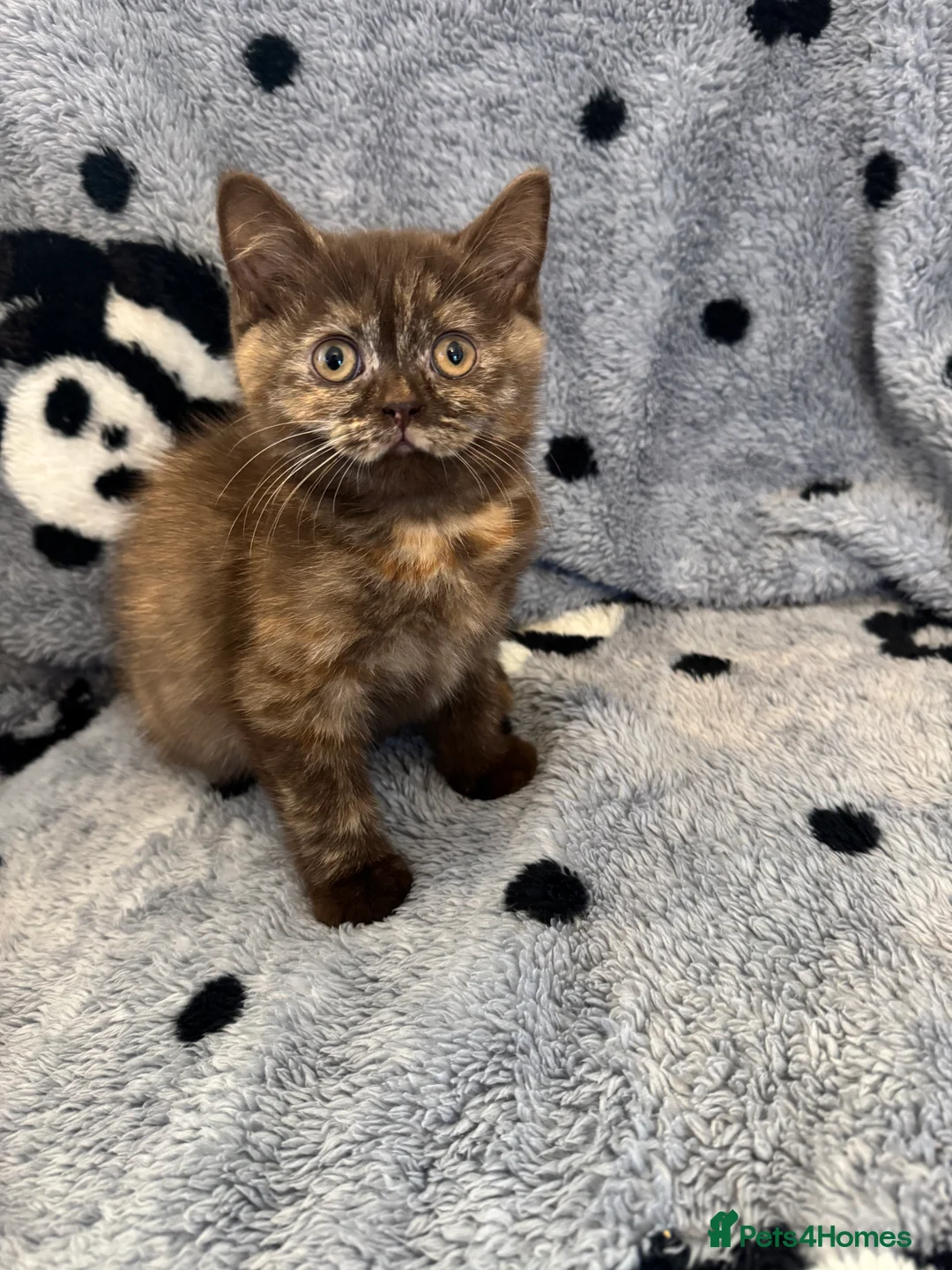 British Shorthair cats for sale: Gccf British Shorthair kitten READY NOW - Advert 5